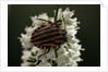 Graphosoma lineatum (striped shield bug ) by Anonymous