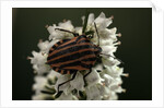 Graphosoma lineatum (striped shield bug ) by Anonymous