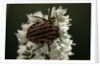 Graphosoma lineatum (striped shield bug ) by Anonymous