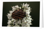 Graphosoma lineatum (striped shield bug ) by Anonymous
