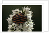 Graphosoma lineatum (striped shield bug ) by Anonymous