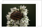 Graphosoma lineatum (striped shield bug ) by Anonymous