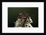 Graphosoma lineatum (striped shield bug ) by Anonymous