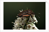 Graphosoma lineatum (striped shield bug ) by Anonymous