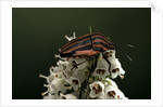 Graphosoma lineatum (striped shield bug ) by Anonymous