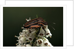 Graphosoma lineatum (striped shield bug ) by Anonymous