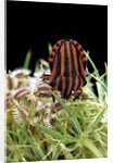 Graphosoma lineatum (striped shield bug ) by Anonymous