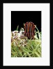 Graphosoma lineatum (striped shield bug ) by Anonymous