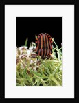 Graphosoma lineatum (striped shield bug ) by Anonymous