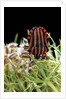 Graphosoma lineatum (striped shield bug ) by Anonymous