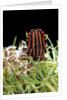 Graphosoma lineatum (striped shield bug ) by Anonymous