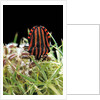 Graphosoma lineatum (striped shield bug ) by Anonymous