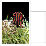 Graphosoma lineatum (striped shield bug ) by Anonymous