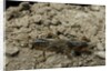 Gryllotalpa gryllotalpa (European mole cricket) by Anonymous