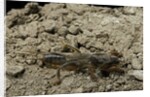 Gryllotalpa gryllotalpa (European mole cricket) by Anonymous