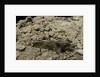 Gryllotalpa gryllotalpa (European mole cricket) by Anonymous