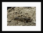 Gryllotalpa gryllotalpa (European mole cricket) by Anonymous