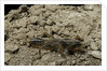 Gryllotalpa gryllotalpa (European mole cricket) by Anonymous
