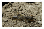 Gryllotalpa gryllotalpa (European mole cricket) by Anonymous