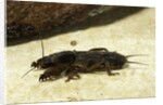 Gryllotalpa gryllotalpa (European mole cricket) by Anonymous