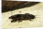 Gryllotalpa gryllotalpa (European mole cricket) by Corbis