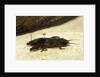 Gryllotalpa gryllotalpa (European mole cricket) by Anonymous