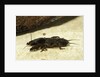 Gryllotalpa gryllotalpa (European mole cricket) by Corbis