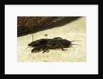 Gryllotalpa gryllotalpa (European mole cricket) by Anonymous