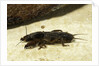 Gryllotalpa gryllotalpa (European mole cricket) by Corbis