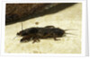 Gryllotalpa gryllotalpa (European mole cricket) by Anonymous