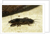 Gryllotalpa gryllotalpa (European mole cricket) by Anonymous