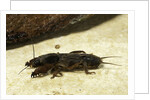 Gryllotalpa gryllotalpa (European mole cricket) by Anonymous
