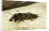 Gryllotalpa gryllotalpa (European mole cricket) by Anonymous