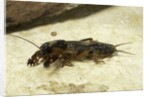 Gryllotalpa gryllotalpa (European mole cricket) by Anonymous