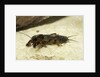Gryllotalpa gryllotalpa (European mole cricket) by Anonymous