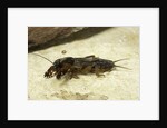 Gryllotalpa gryllotalpa (European mole cricket) by Anonymous