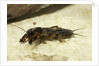 Gryllotalpa gryllotalpa (European mole cricket) by Anonymous
