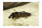 Gryllotalpa gryllotalpa (European mole cricket) by Anonymous