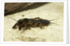 Gryllotalpa gryllotalpa (European mole cricket) by Anonymous