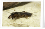 Gryllotalpa gryllotalpa (European mole cricket) by Anonymous