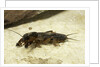 Gryllotalpa gryllotalpa (European mole cricket) by Anonymous