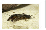Gryllotalpa gryllotalpa (European mole cricket) by Anonymous