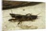 Gryllotalpa gryllotalpa (European mole cricket) by Anonymous