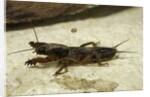 Gryllotalpa gryllotalpa (European mole cricket) by Anonymous