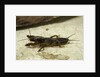 Gryllotalpa gryllotalpa (European mole cricket) by Anonymous