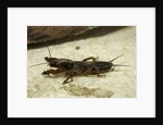 Gryllotalpa gryllotalpa (European mole cricket) by Anonymous