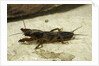 Gryllotalpa gryllotalpa (European mole cricket) by Anonymous