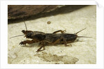 Gryllotalpa gryllotalpa (European mole cricket) by Anonymous
