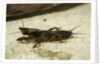 Gryllotalpa gryllotalpa (European mole cricket) by Anonymous