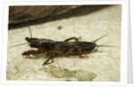 Gryllotalpa gryllotalpa (European mole cricket) by Anonymous